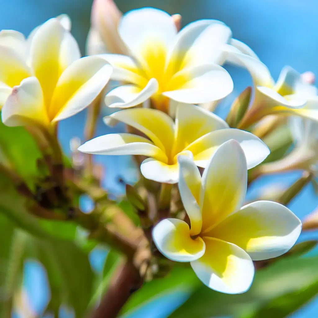 Coconut Candle - Grows into a plant - Island Monoi